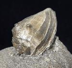 Athleta ficulina rarispina (LAMARCK 1811) - Bild © FossNet FossilienStore